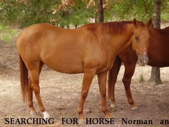 SEARCHING FOR HORSE Norman and Breeze, $1000 REWARD each Near Kaufman, TX, 75142